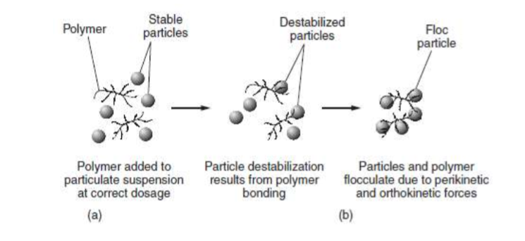 <p>Linking of particles by polymer chain segments adsorbed to more than 1 particle. Polymers can adhere to surface of colloids & it’s possible for these to “join” together to form a “chain”. These “chains” of joined colloids/polymers can be removed from solution through gravity separation and/or filtration. Commonly non-ionic & anionic polymers (in the context of destabilizing negatively charged particles).</p>