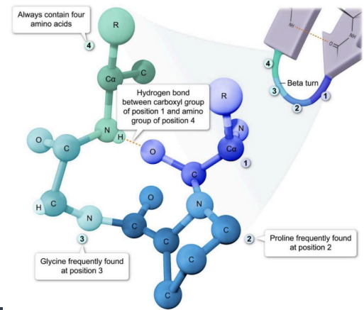 <p>β-Turns: Reversing Chain Direction</p><ul><li><p>function?</p></li><li><p>what are the short turns (4 residues) stabilized by?</p></li><li><p>where do adjacent strands connect?</p></li><li><p>what is it enriched with?</p></li><li><p>where is it commonly found? and involved it what?</p></li></ul><p></p>