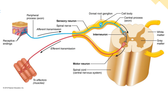 <ul><li><p>Based on the direction of impulse transmission in relation to CNS</p></li><li><p>Sensory (afferent) neurons → carry impulses from sensory receptors in skin, internal organs, muscles, and special sense organs TOWARDS CNS</p></li><li><p>Association neurons (interneurons) → conduct impulses within CNS</p></li><li><p>Motor (efferent) neurons: carry impulses AWAY from CNS to organs, muscles, and glands</p></li></ul><p></p>