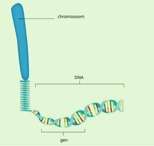 <p>Een stukje DNA dat de unieke code voor een kenmerk bevat.</p>