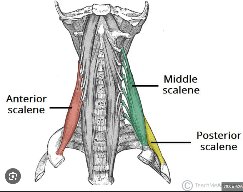 <p>Travel posterior to clavicle and scalene muscle</p>