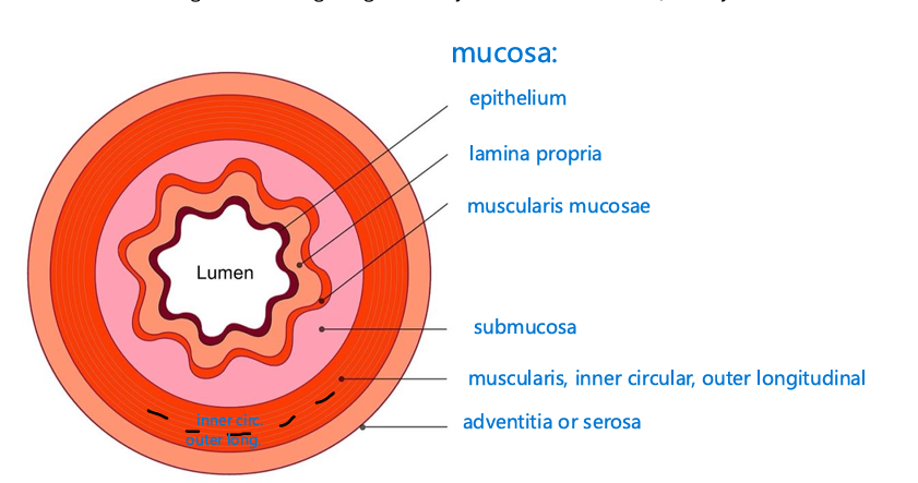 <p>2 layers of smooth muscle, inner circular and outer longitudinal, esophagus has two layers of skeletal and smooth muscle, and the stomach has 3 layers of smooth muscle, responsible for peristalsis</p>