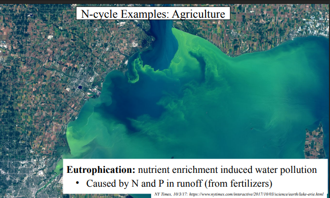 <p>N and P in runoff (from fertilizers)</p>