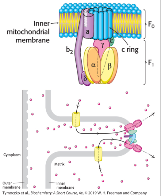 <p>Two subunits: F1 and F0</p><ul><li><p>F1 protrudes into the matrix and contains the catalytic active sites in three β subunits</p></li><li><p>F0 is in the IM membrane and contains the proton channel in the c ring</p></li><li><p>the γ subunit connects F1 and F0</p></li><li><p>protons flow through F0 and turn the c ring, which transmits the spinning to the γ subunit, which rotates the F1 subunit, driving conformational changes in the β subunits that drive ATP synthesis</p></li><li><p>ATP synthases dimerize on the tips of the cristaw</p><p></p></li></ul><p></p>