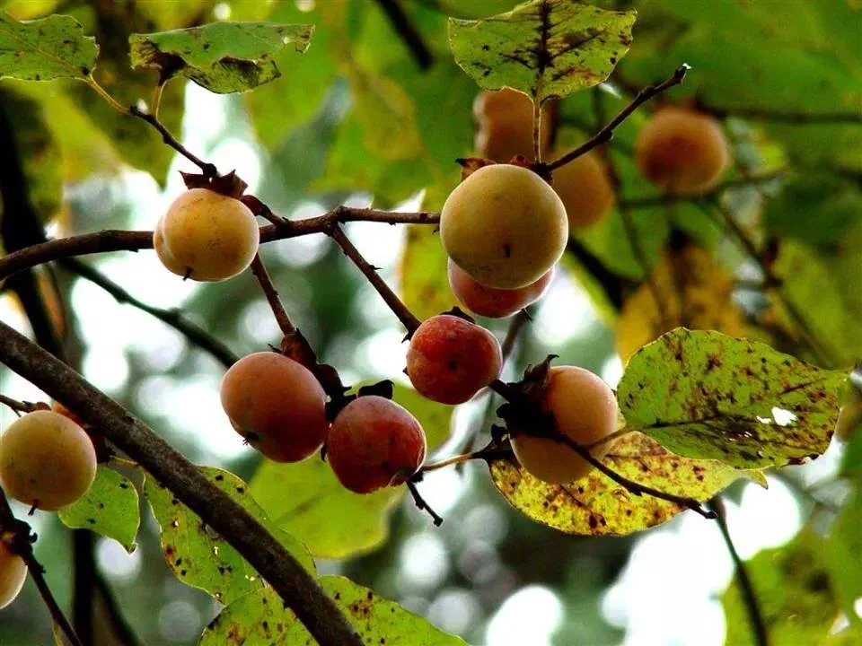 <p>What is the common name of this tree?</p>