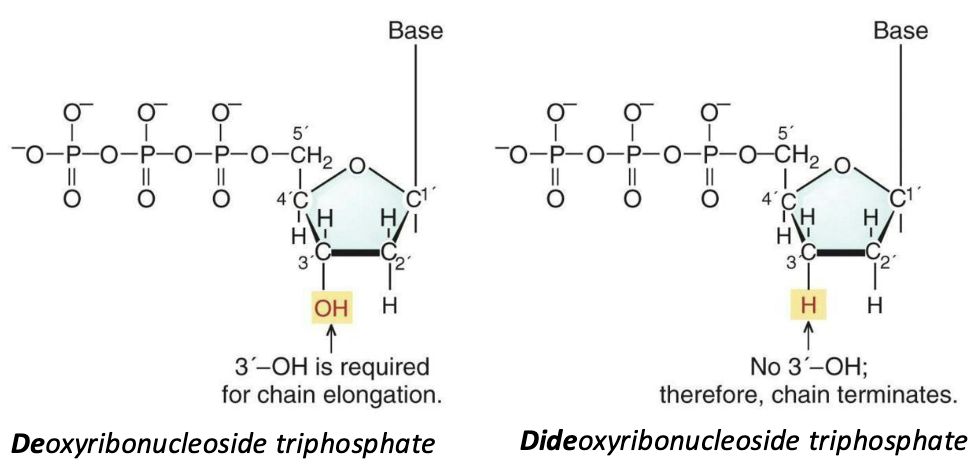 <ul><li><p>Sanger, or dideoxy, sequencing</p><ul><li><p>In brief, requires three steps:</p><ul><li><p>Cloning of the gene fragment to be sequenced</p></li><li><p>DNA synthesis</p></li><li><p>Electrophoresis</p></li></ul></li></ul></li><li><p>The method exploits primer specific DNA synthesis activity of DNA polymerase and the fact that DNA polymerases require a free 3' hydroxyl group.</p></li><li><p>By placing dideoxynucleotides (lacking that free 3' OH group) into the DNA synthesis mixture, the process is terminated with a distinct, labeled endpoint nucleotide.</p></li><li><p>Gel electrophoresis can separate the fragments of different lengths and detect which labeled nucleotide is on the end of each fragment, providing a sequence</p></li></ul><p></p>