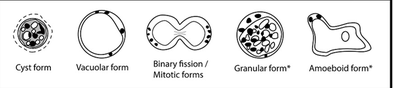 term image