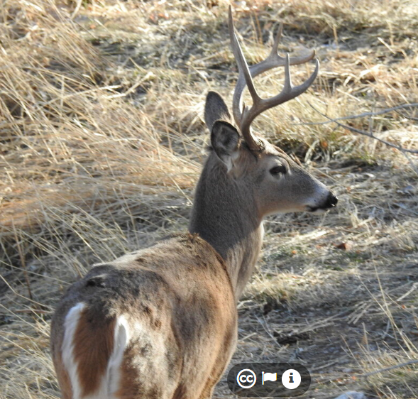<p>buck or doe</p><p>big game</p><p>smaller overall, shorter round ears, long tail entirely white on bottom, face mostly brown with white only around nose</p>