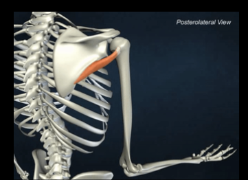 <p>teres minor m.</p><ol><li><p>Origin</p></li><li><p>Insertion</p></li><li><p>Action</p></li></ol><p></p>
