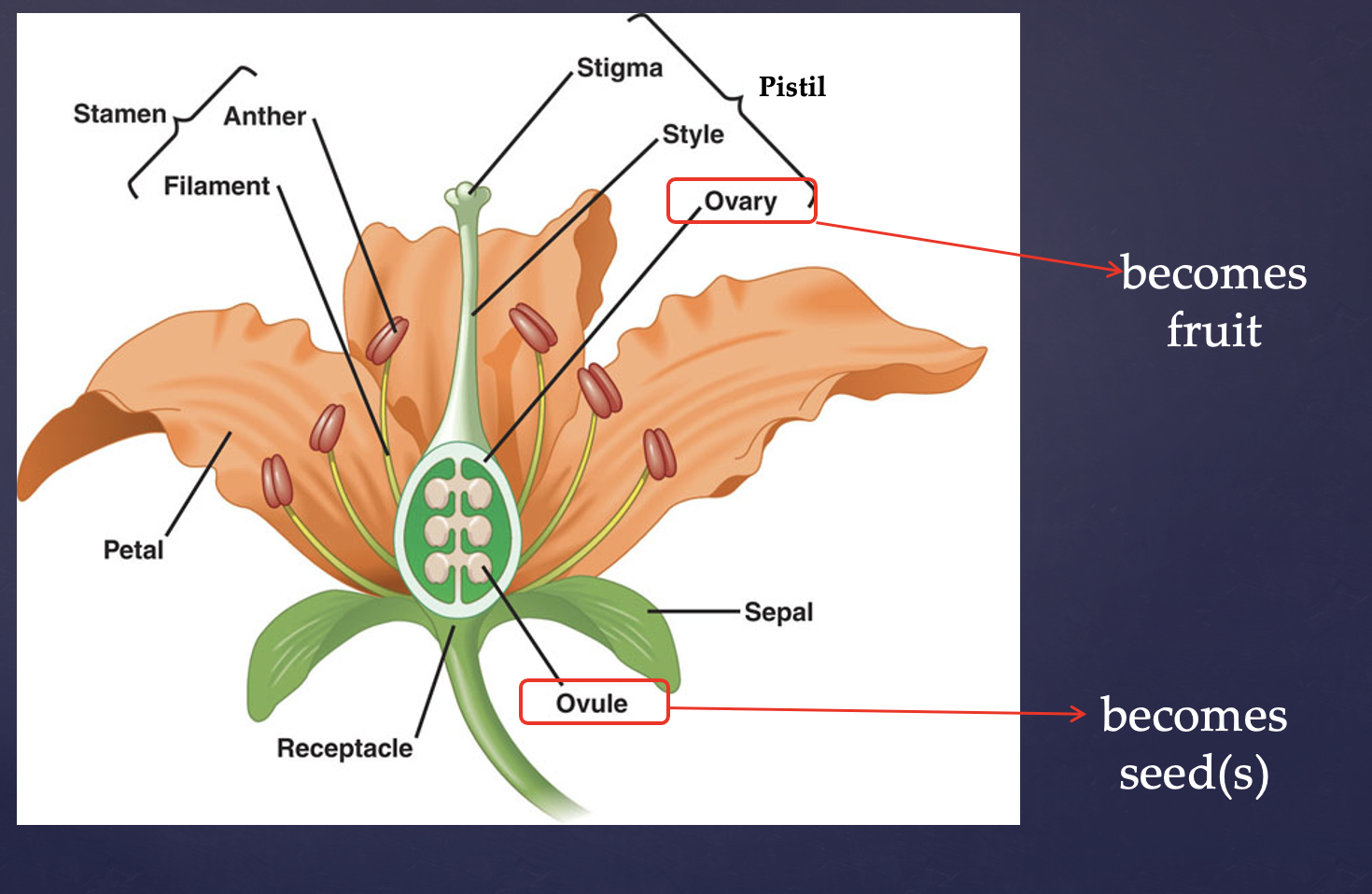 <p>Most important parts are:</p><p>Stamen (male organ) - Anther (produces/releases pollen), Filament </p><p>Pistil (female organ) - Stigma (catches/holds/hydrates pollen), Style (path for pollen tubes), Ovary (becomes fruit)</p><p>*note that this is monocot because the veins are parallel</p>