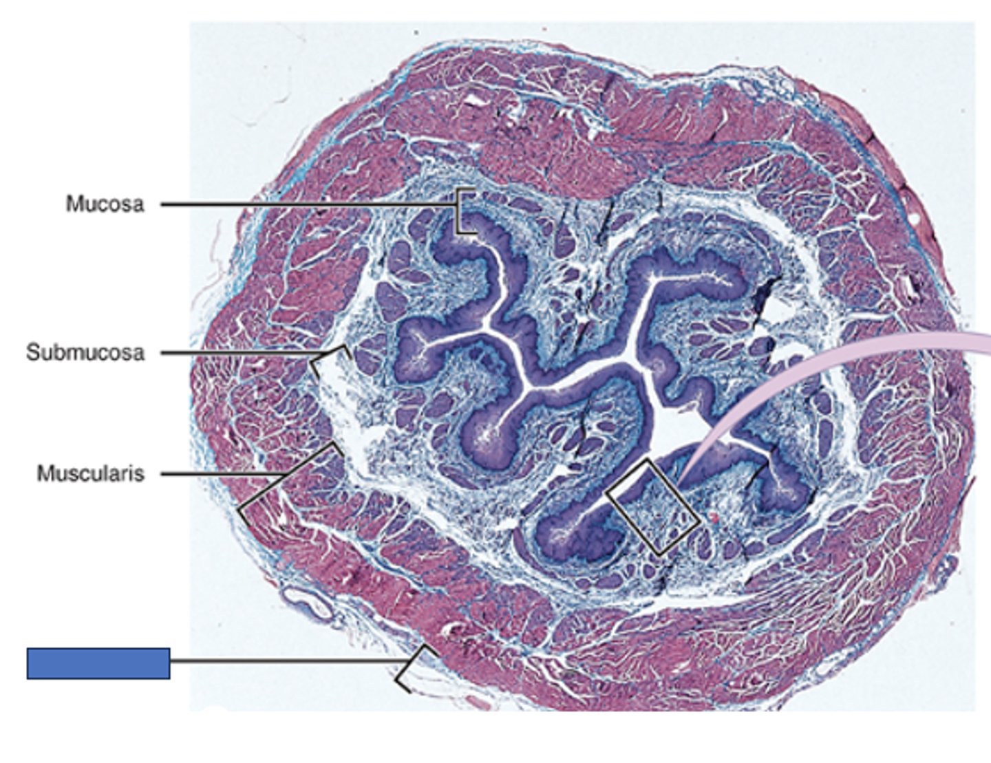 <p>Identify the layer of the esophagus</p>