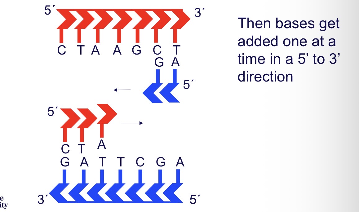<ul><li><p>5’ to 3’ - bases are ADDED in a 5’ to 3’ direction</p></li><li><p>So START at the 3’ end of template strand </p></li></ul><p></p>