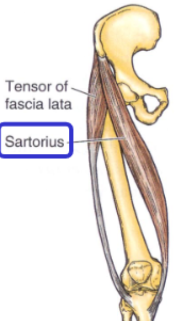 <p>origin: anterior superior iliac spine</p><p>insertion: medial, proximal tibia</p>