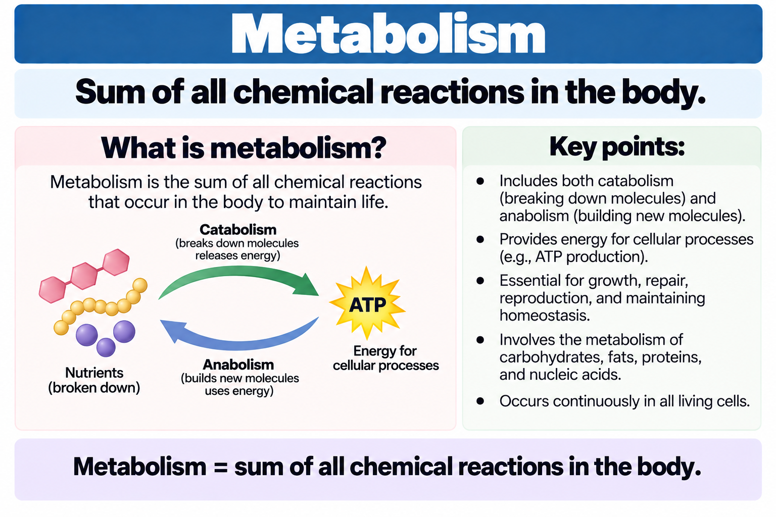 <p>Sum of all chemical reactions in the body</p>