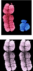 <p>- X-linked Traits (Dominant or Recessive)</p><p>- Y-linked Traits</p><p>- Sex-Limited Traits</p><p>- Mitochondrial</p>