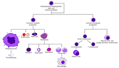 <p>1. self renewing</p><p>2. gives rise to all other blood cells</p>