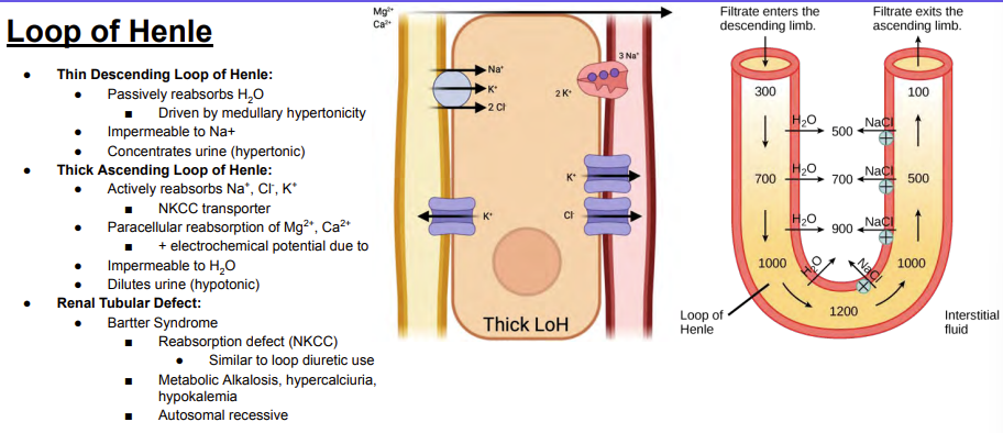 <p>Answer: Medullary hypertonicity.</p><p>Extra Information:</p><ul><li><p>The hypertonic medulla draws water out of the descending limb.</p></li></ul><p></p>