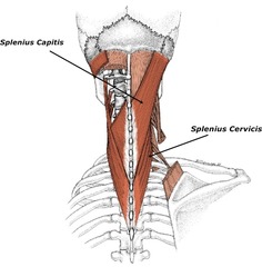<p>unilateral: same side lateral flexion/rotation</p><p>bilateral: extension/hyperextension of head</p>
