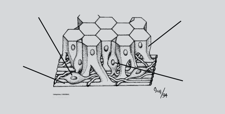 <p>Name the motor neuron, epitheliomuscular cells, sensory neuron, muscle filament </p>