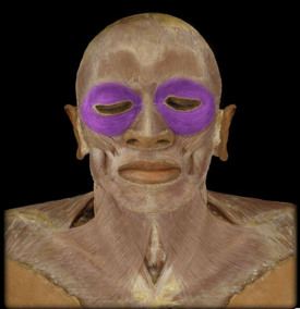 <p>blinks and closes eyes</p>