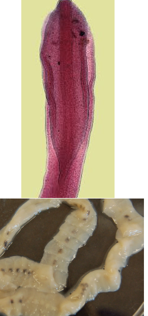 <p>Segmented tapeworms</p>
