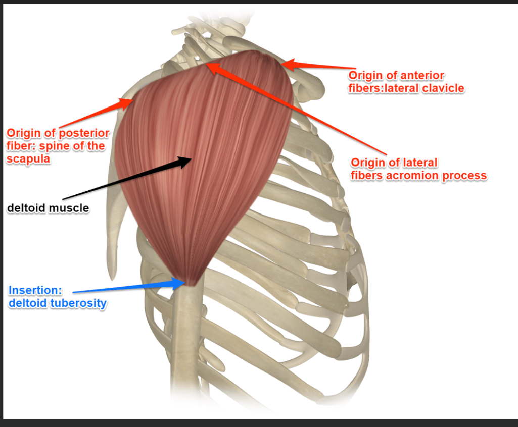 <p>Deltoid (shoulder) origin </p>