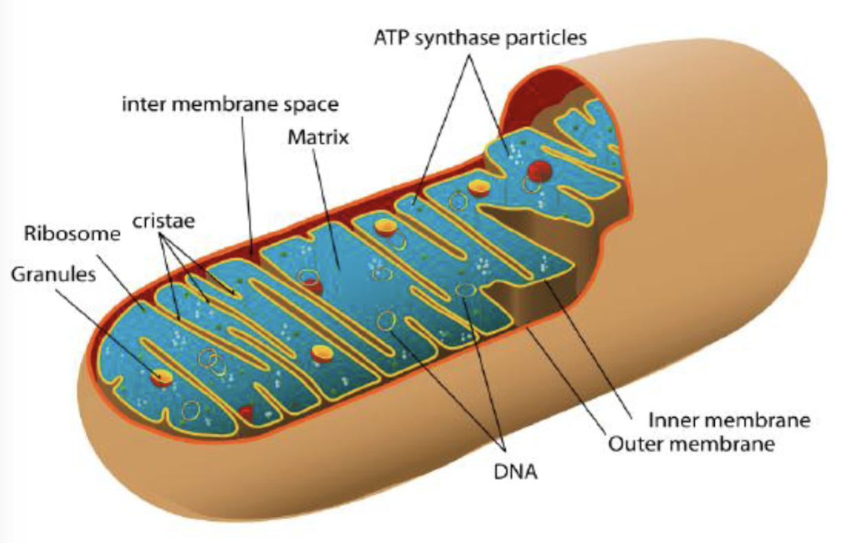 <ul><li><p>organelle that makes energy</p></li></ul><ul><li><p>sometimes referred to as the power plants of the cell</p></li><li><p>use energy from organic compounds such as glucose to make molecules of ATP (adenosine triphosphate), an energy carrying molecule that is used almost universally inside cells for energy</p></li><li><p>were likely once free living organisms because they contain their own DNA. were taken into other cells to form a symbiotic relationship</p></li></ul><p></p>