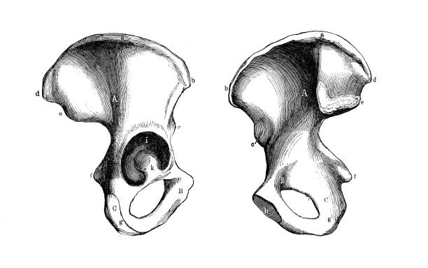 <p>name and side this bone</p>