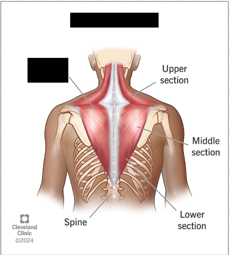 <p>What is this main muscle responsible for the movement of the scapula?</p>