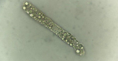 <p>Fatty Cast </p>