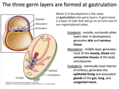 <p>- Eventually most interior of embryo</p><p>- Generates the epithelial lining and associated glands of the gut, lung, and urogenital tracts</p>