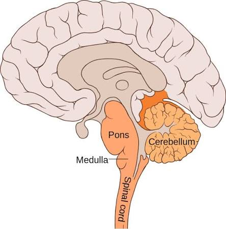 <ul><li><p><span style="background-color: transparent; font-family: "Times New Roman", serif;">Top of the Spinal Cord</span></p></li><li><p><span style="background-color: transparent; font-family: "Times New Roman", serif;">Helps with key life functions</span></p><ul><li><p><span style="background-color: transparent; font-family: "Times New Roman", serif;">Heart rate, breathing, etc</span></p></li></ul></li><li><p><span style="background-color: transparent; font-family: "Times New Roman", serif;">Cerebellum - the largest region of the hindbrain</span></p></li><li><p><span style="background-color: transparent; font-family: "Times New Roman", serif;">Also includes the pons and medulla</span></p></li></ul><p></p><p></p>