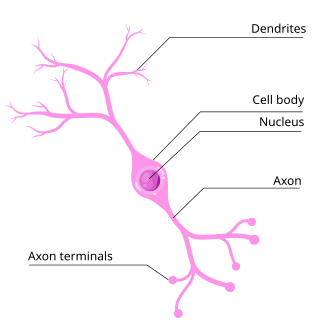 <p>Have two processes, in the retina</p>