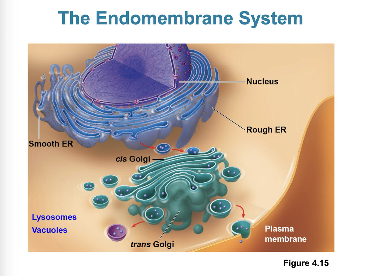 <ul><li><p>nuclear envelope, ER, Golgi, lysosomes, vacuoles, and PM (continuous or connected through vesicles)</p></li><li><p>regulates protein traffic and performs metabolic functions</p></li></ul><p></p>