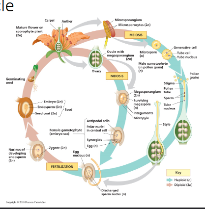 <ul><li><p>Sporophyte flowers are composed of both male/female structures</p></li><li><p>Male gametophytes: contained within pollen grains produced by microsporangia of anthers</p></li><li><p>Female gametophyte/embryo sac: develops within an ovule contained within an ovary at the base of a stigma</p></li><li><p>Some plants self fertilize while others cross-pollinate. (genetic and biochemical factors determine whether a plant can self or cross fertilize)</p></li><li><p>After meiosis, each microsporangium contains spore tetrads. Each spore produces pollen grains containing the male gametophyte.</p></li><li><p>A pollen grain that lands on a stigma (sticky surface), germinates, and the pollen tube of the male gametophyte goes down to the ovary (pollen grain contains two haploid sperm nuclei: tube nucleus and generative cell).</p></li><li><p>The ovule is accessible because small pores in the integuments called micropyle.</p></li><li><p>Double fertilization occurs when pollen tube discharges two sperm (two nuclei) into the female gametophyte within an ovule</p></li><li><p>One sperm fertilizes the egg and gives rise to the embryo, while the other combines with two nuclei in the central cell of the female gametophyte cell of the female gametophyte and initiates development of food storing.</p></li><li><p>The triploid endosperm nourishes and supports the developing embryo</p></li><li><p>Within a seed, the embryo consists of a root and two seed leaves called cotyledons.</p></li></ul><p></p><p></p>