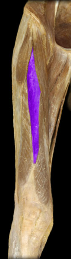 <p>knee extension, hip flexion</p>