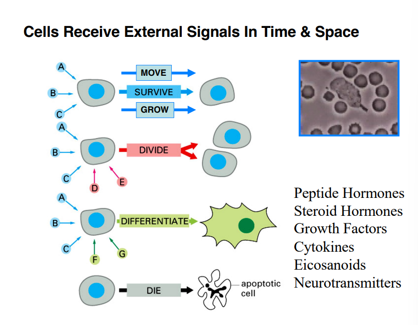 <p><span style="background-color: transparent;"><strong>What Molecular Signals Do to Cells</strong></span></p>