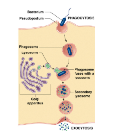 <p>“cell eating”; A solid object (bacteria, toxin) is encountered by the cell membrane. </p>