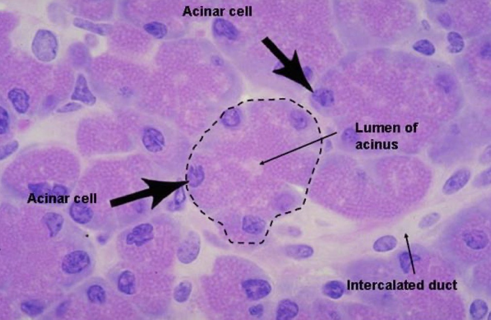 <p>the G is a compound acinar G; acinus = secretory, duct = transport and modification</p><p>acini portion → small cavity surr by secre cells of trypsinogen and Golgi</p><p>duct portion → intercalated D, intraobular D, pancreatic D</p>