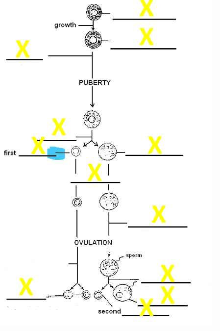 <p>name the cell</p>