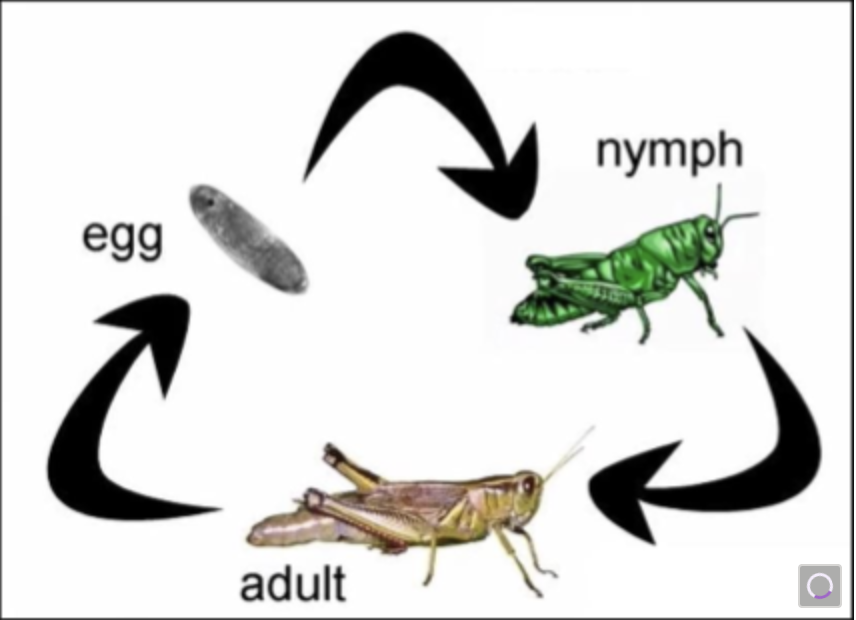 <p>What life cycle is this?</p>