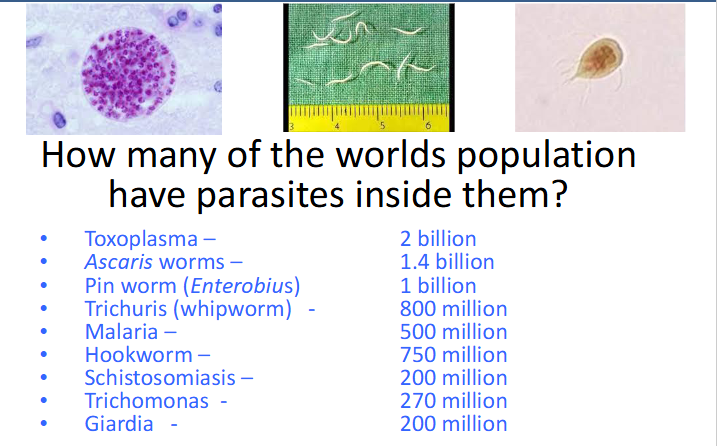 <p>Parasite Incidence</p>