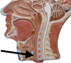 <p>thực quản food passes through the --- before reaching the stomach</p>