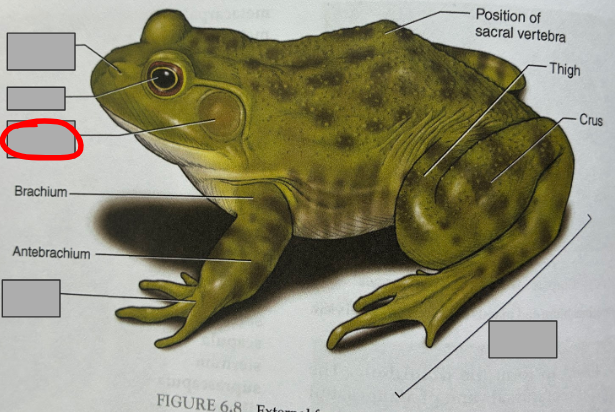 <p>What part of the organism is this?</p>