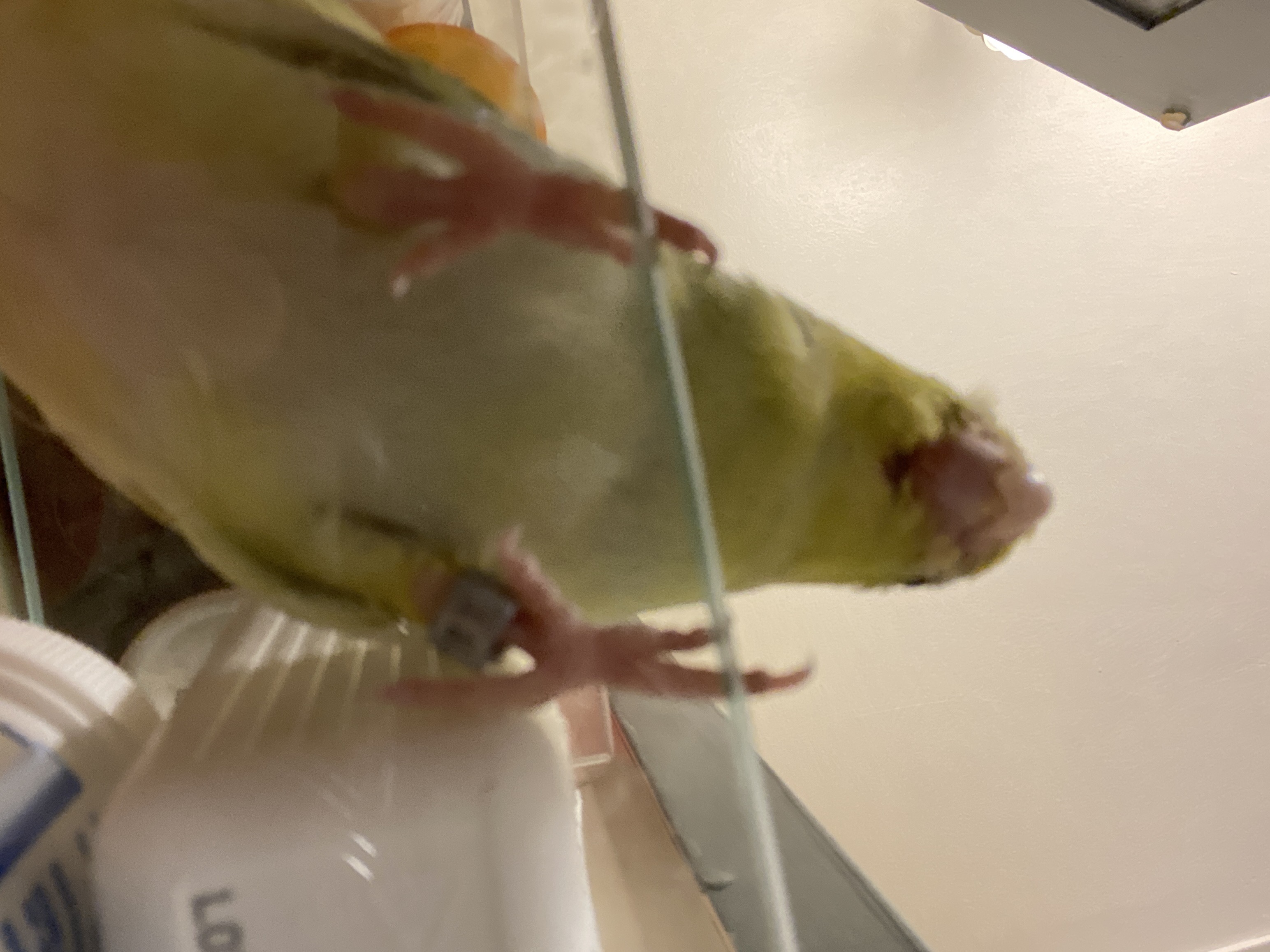<p>Zygodactyl</p>