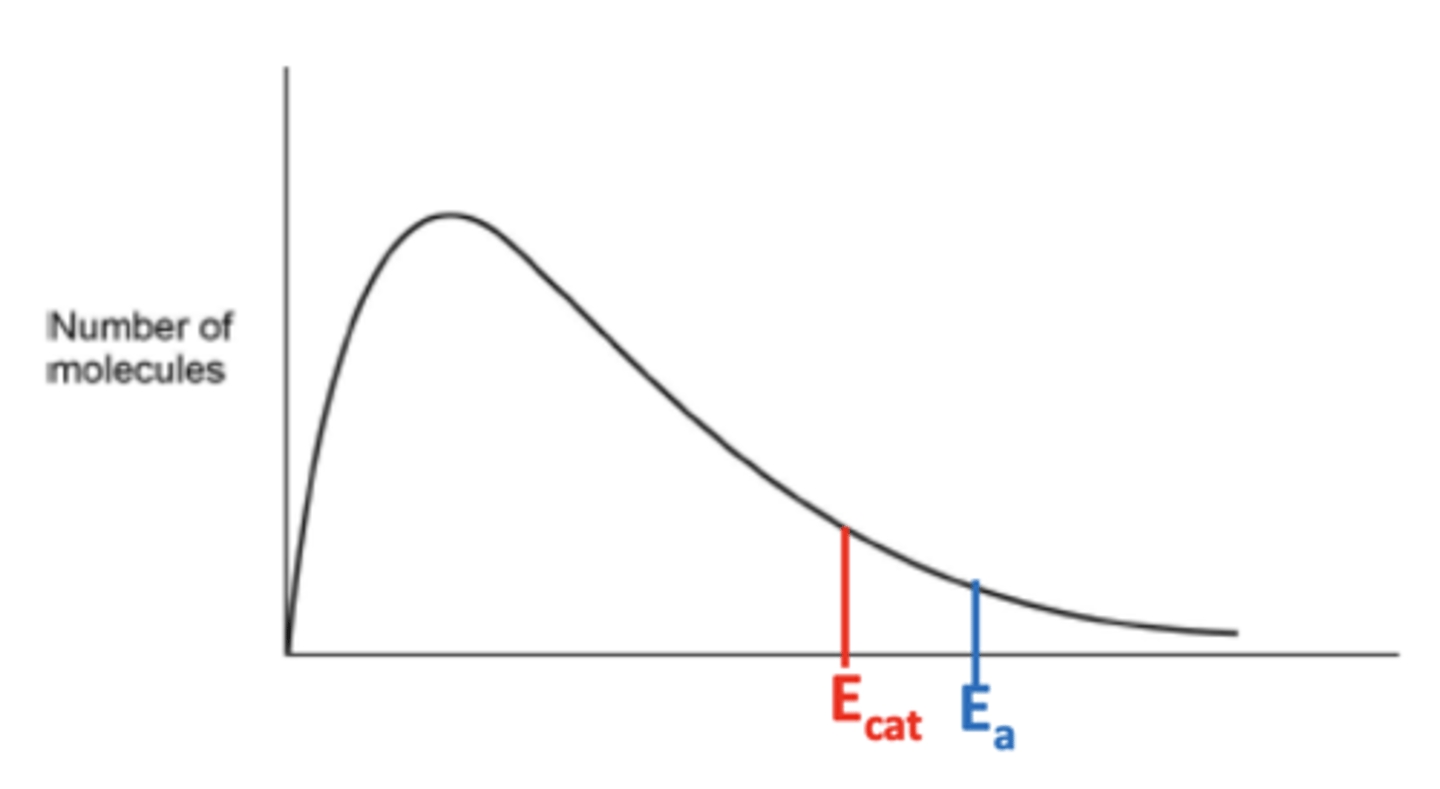 <p>- Lowers the activation energy (Ea).</p><p>- Increases the number of molecules with energy greater than or equal to the activation energy.</p>