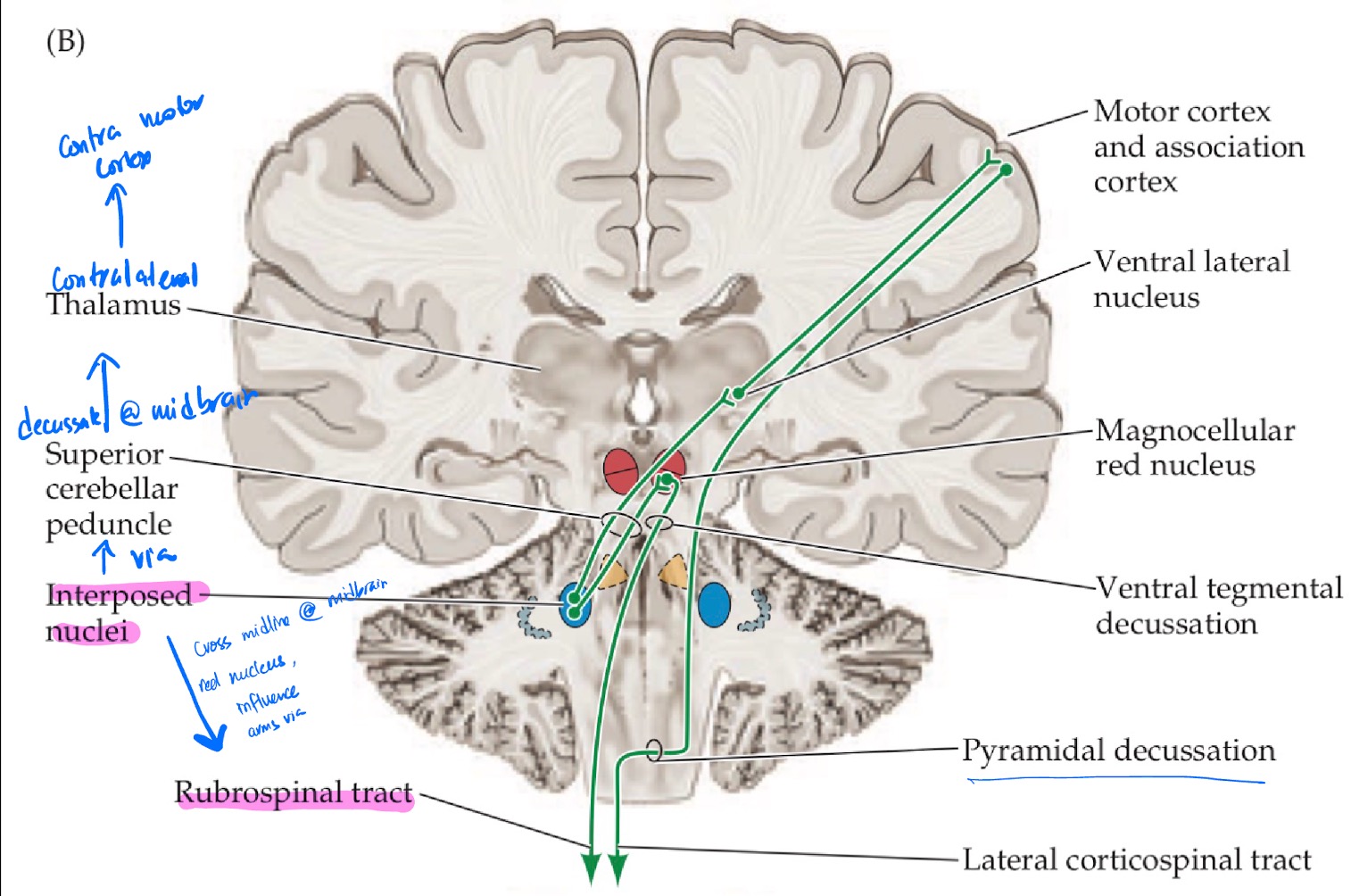 <p>Cerebellum receives sensory information from the body <strong>ipsilaterally</strong></p><p>Intermediate zone of cerebellum projects into the interposed nuclei</p><p>Interposed N project out via Superior Peduncle</p><p>Cross the midline @midbrain and reach the contralateral red nucleus </p><p>Cell bodies from red nucleus travel down Rubrospinal Tract</p><p><strong>Control arms ipsilaterally</strong></p><p></p>