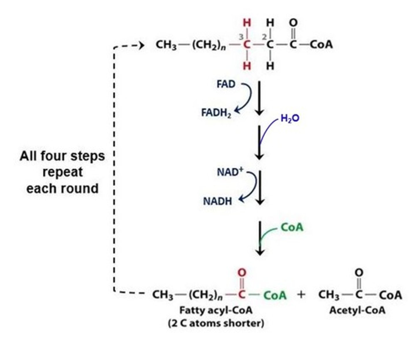 <p>unsaturated fatty acids</p><p>produce 1 less FADH2</p><p>per double bond</p><p>(Note: can't use the</p><p>double bond forming</p><p>step in beta-oxidation)</p>