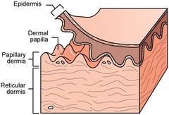 <p>dermal papillae</p>