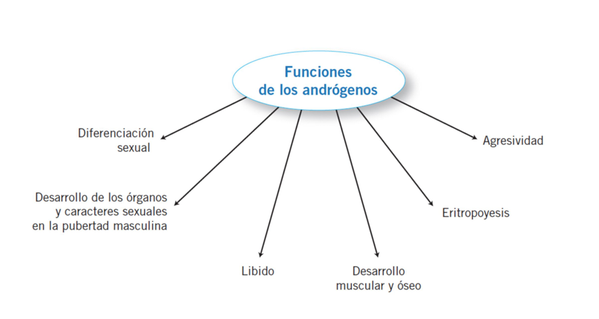 <p>Efecto sobre la distribución del vello corporal</p><p>Efecto sobre la voz</p><p>La testosterona aumenta el grosor de la piel y puede contribuir al desarrollo de acné</p><p>La testosterona aumenta la formación de proteínas y el desarrollo muscular</p><p>La testosterona aumenta la matriz ósea y provoca la retención de calcio</p><p>La testosterona incrementa la tasa de metabolismo basal</p>